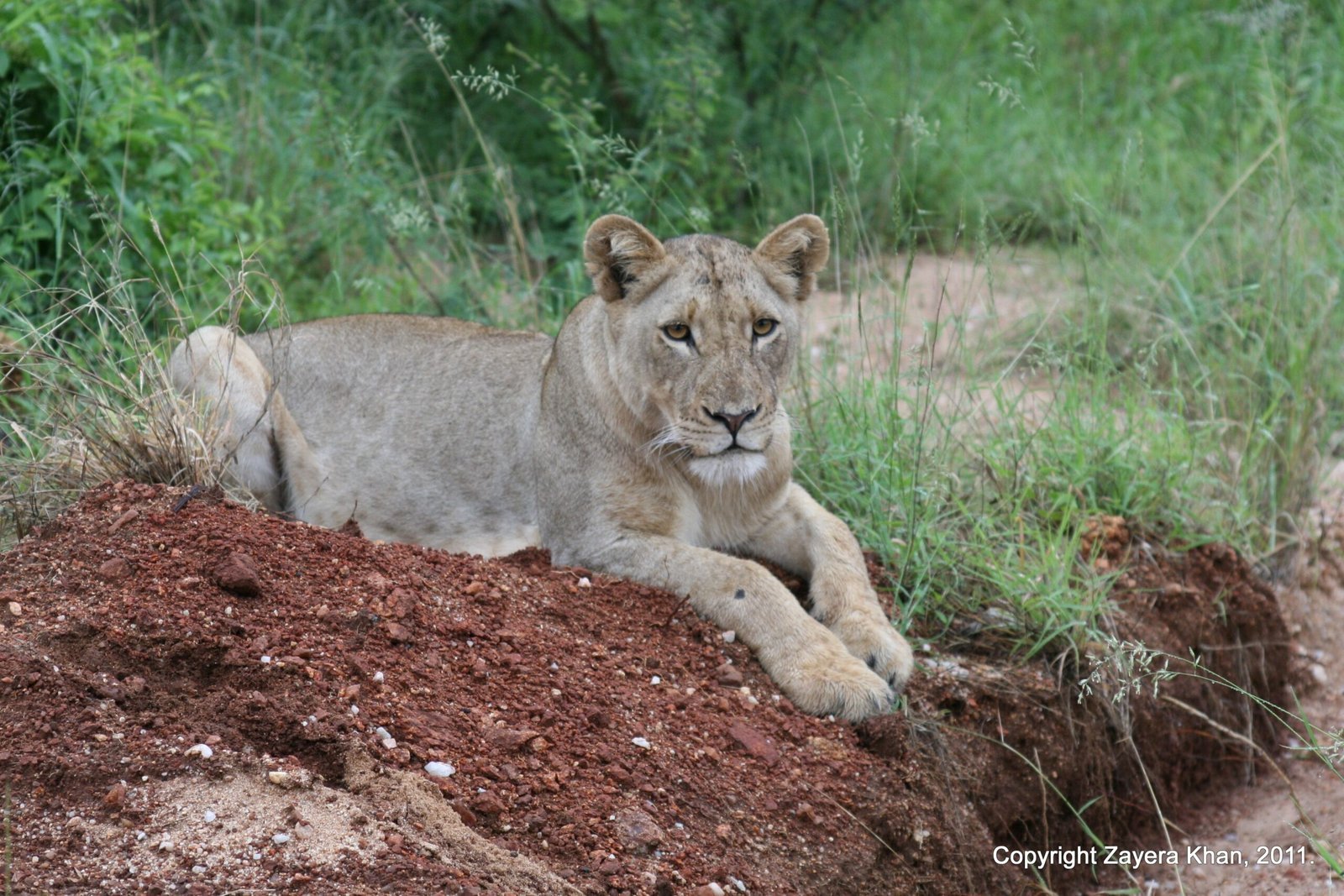 A young lion lies on a mound of red soil near Hoedspruit.