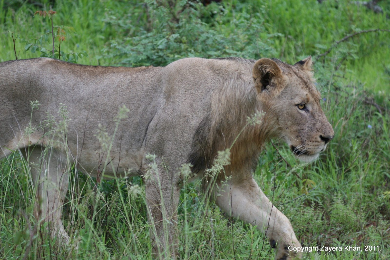 A young lion walks through green grass near Hoedspruit, South Africa.