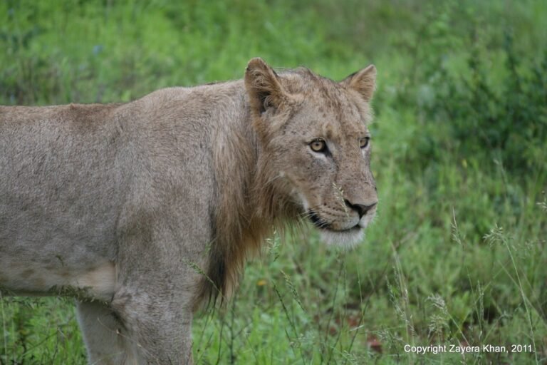 A young male lion stands in green grass near Hoedspruit, South Africa.