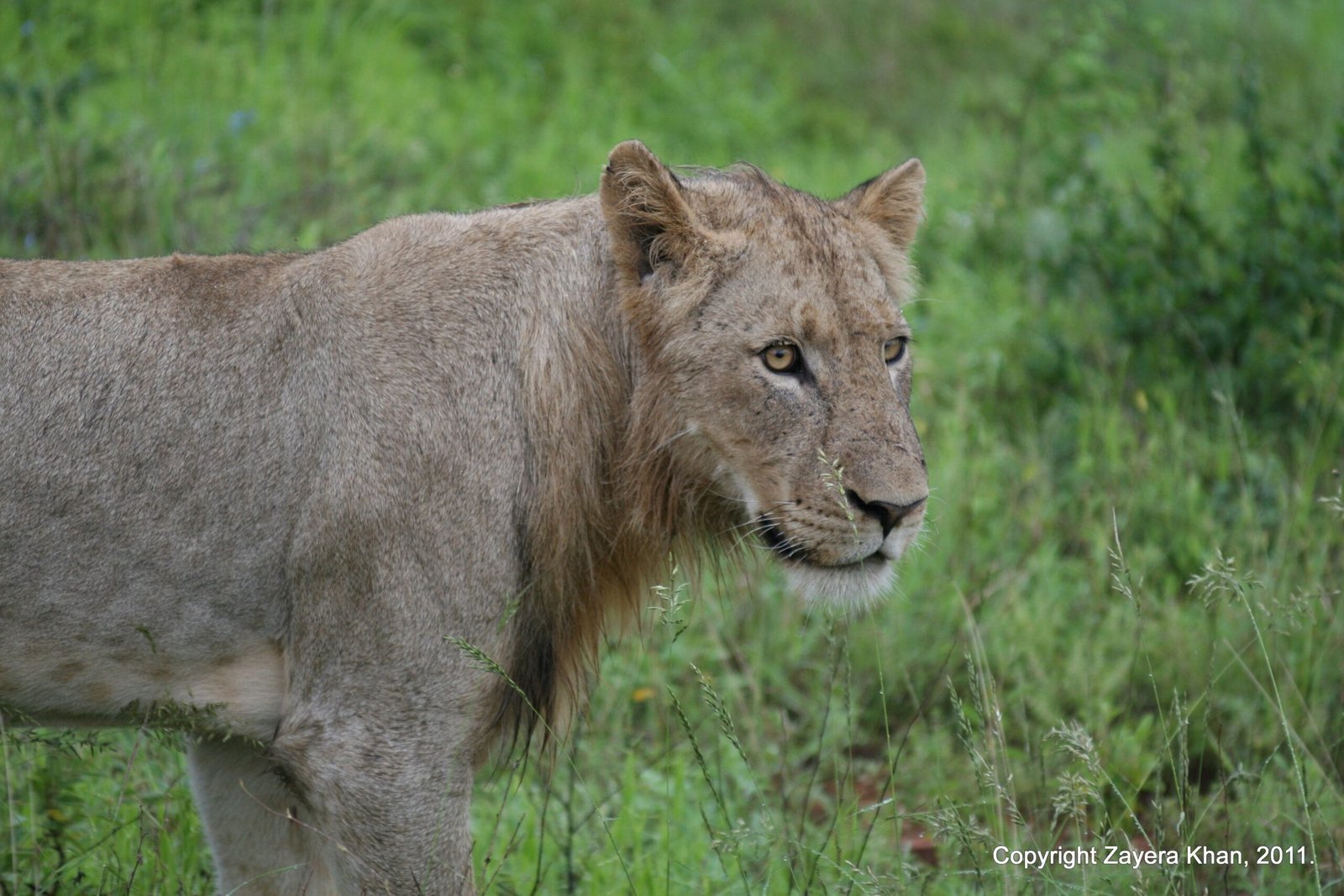 A young male lion stands in green grass near Hoedspruit, South Africa.