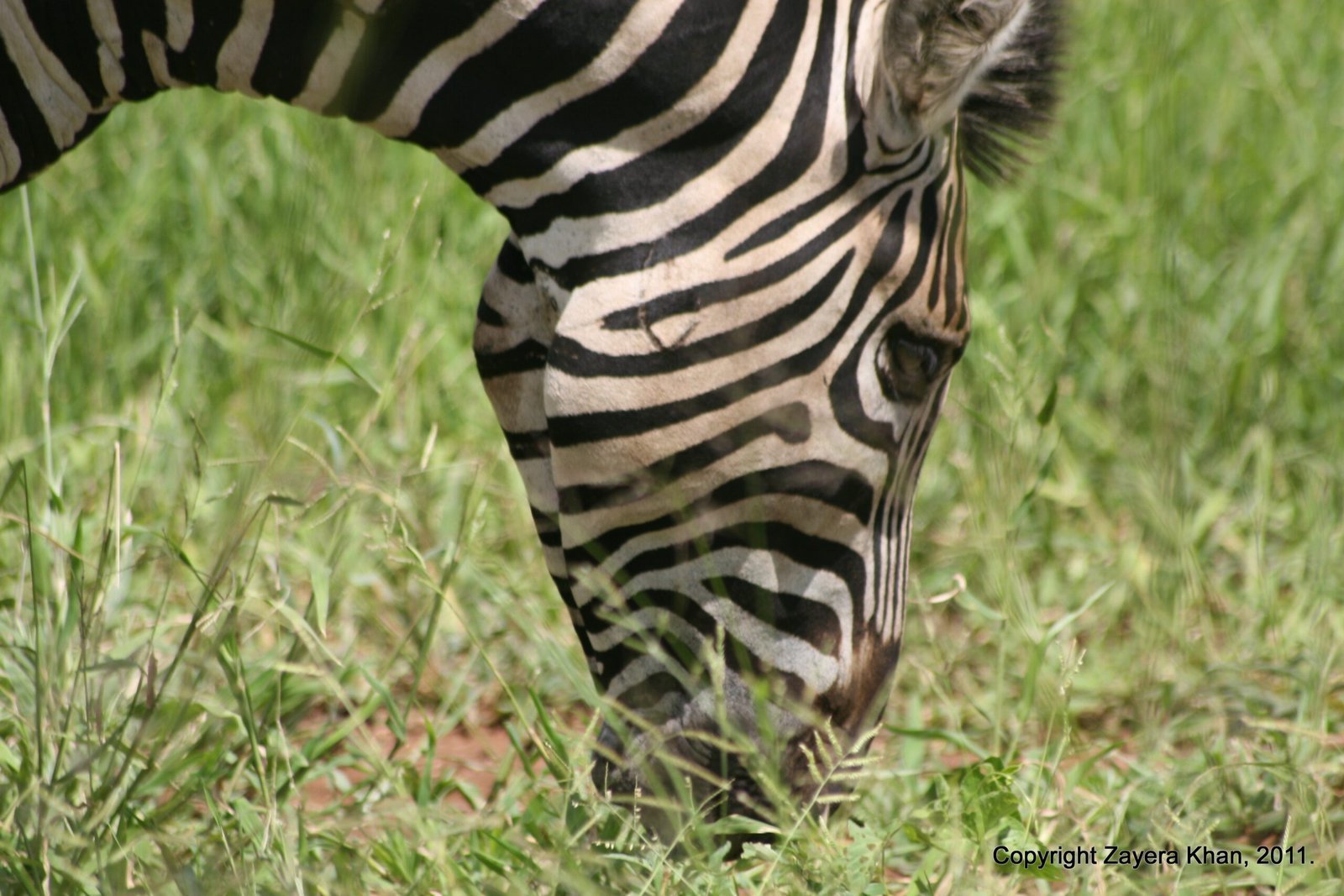 A zebra lowers its striped head to graze in green grass near Hoedspruit.