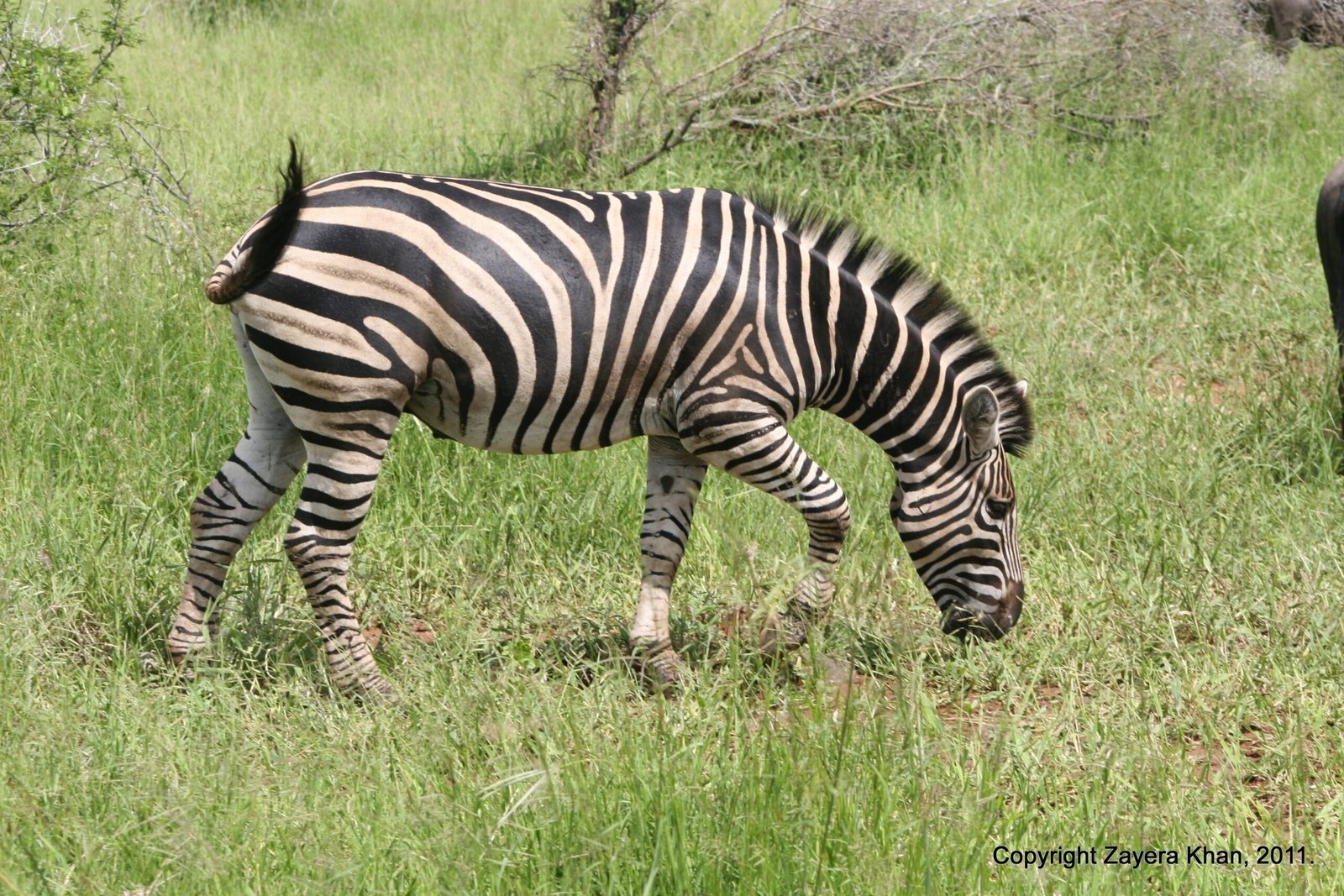 A zebra grazes in tall green grass near Hoedspruit, South Africa.