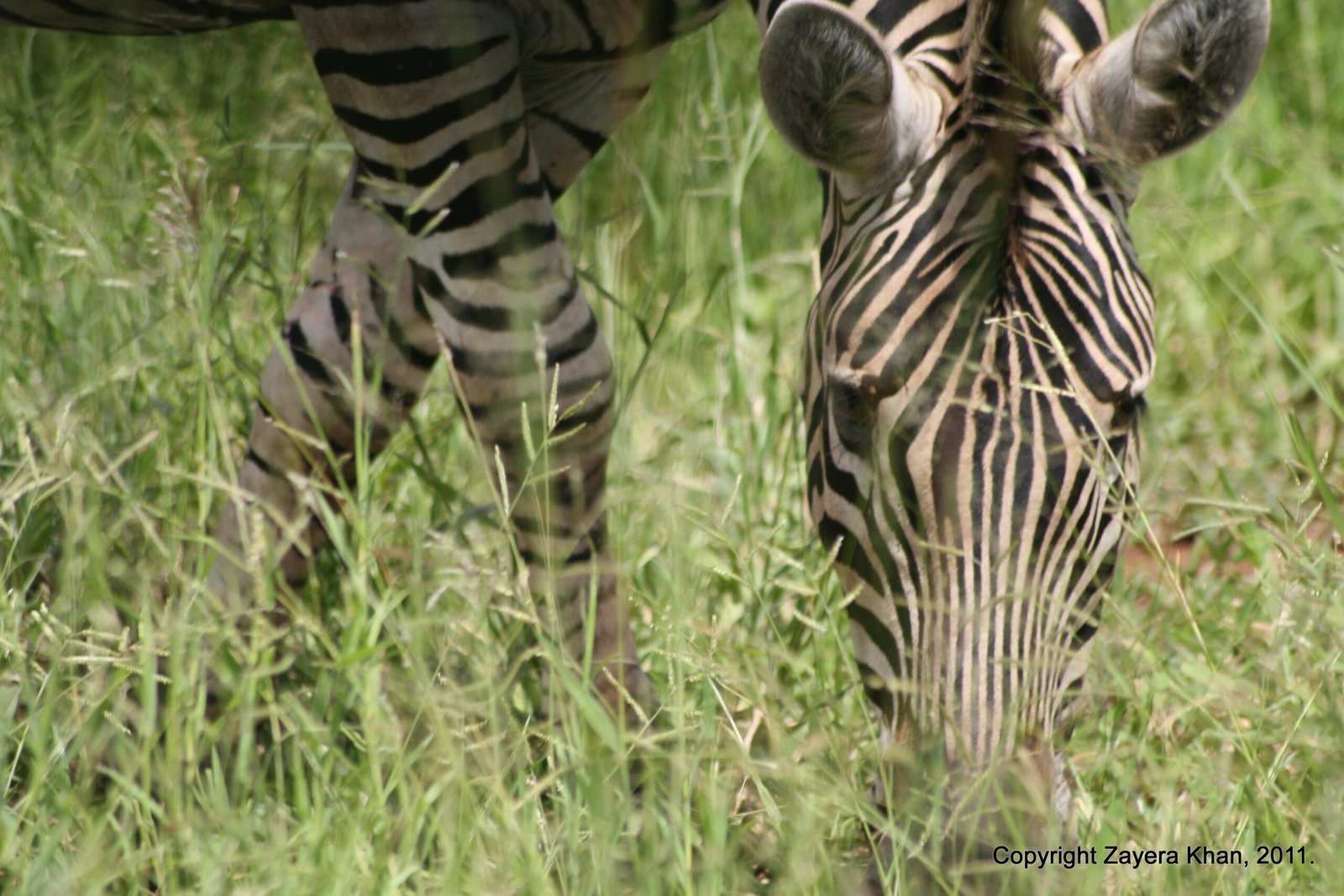 A zebra grazes in tall green grass in the bush near Hoedspruit.