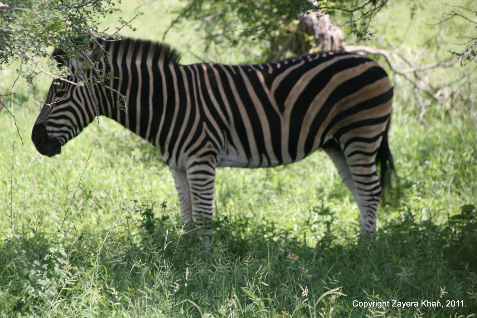 A zebra stands in the shade of trees in green grass near Hoedspruit.