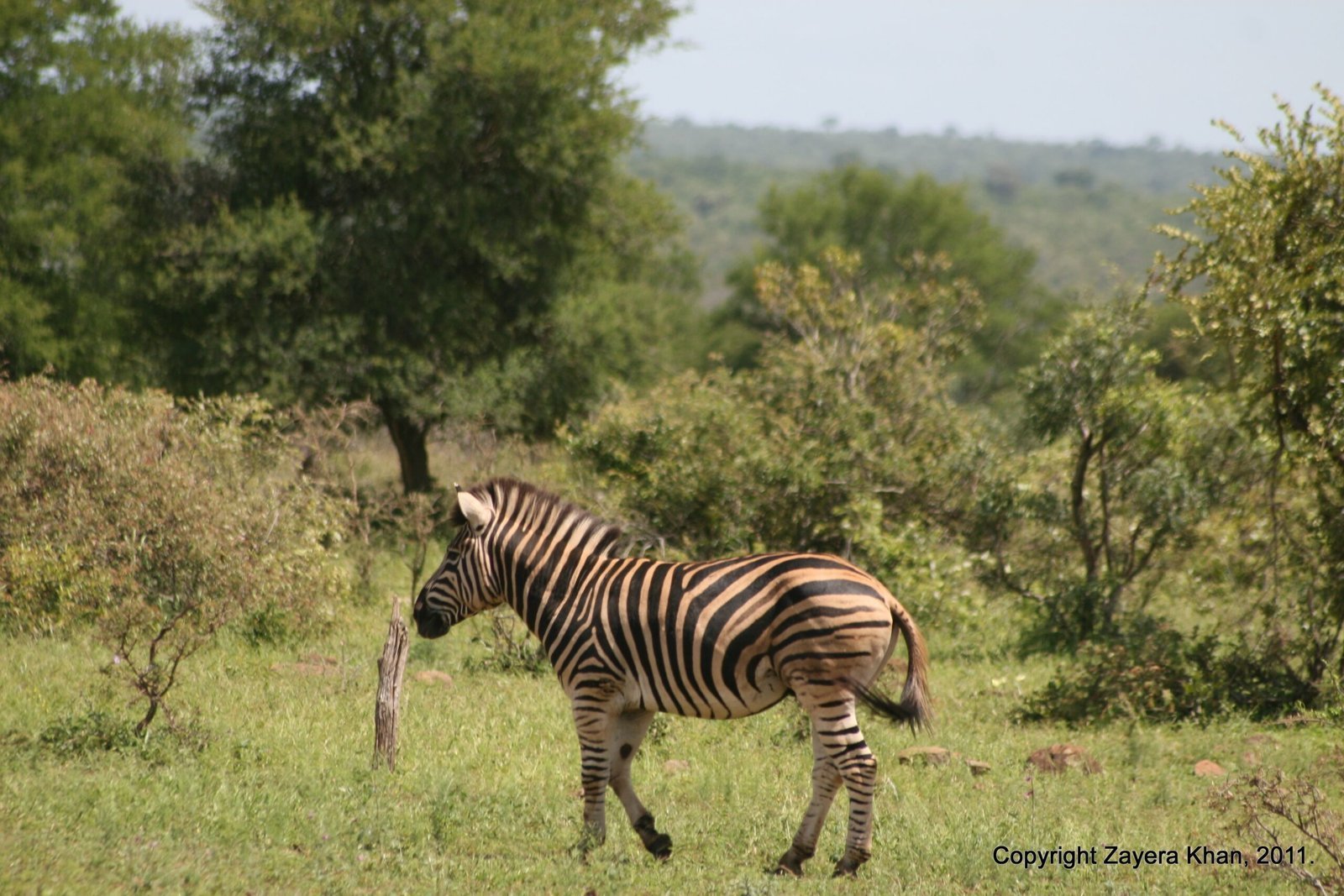 A zebra walks across a green plain near Hoedspruit, South Africa.