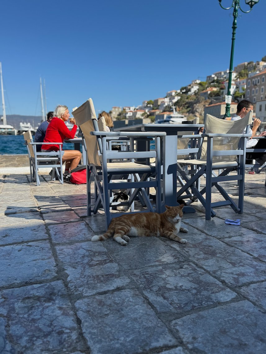 Ginger cat under café chairs on the quay of Hydra harbor