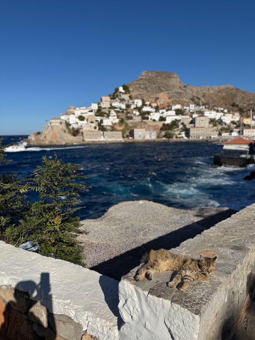Cat on a stone wall with the sea and Hydra town on the hill