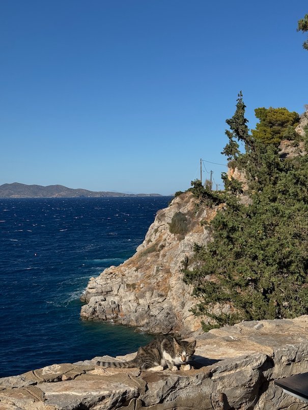 Cat on the rocks above the sea by a pine tree in Hydra