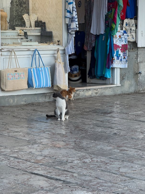 Cat in front of a clothes and bag shop in Hydra