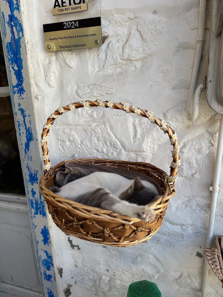 Cat that sleeps in a hanging basket on a white wall in Hydra
