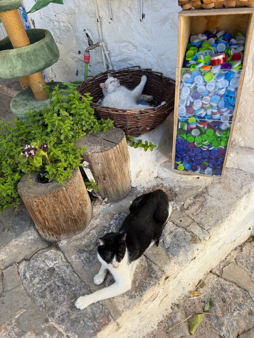 Black and white cat and a white cat in a basket among plants in Hydra