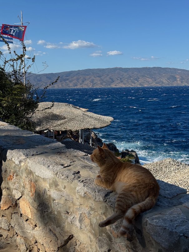 Ginger cat on a stone wall above the sea in Hydra
