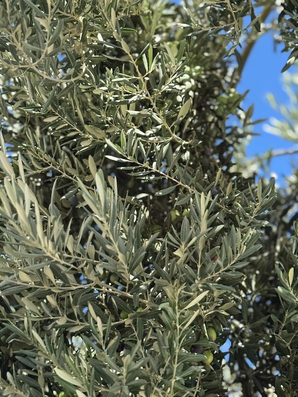 Branches of an olive tree against a blue sky in Hydra