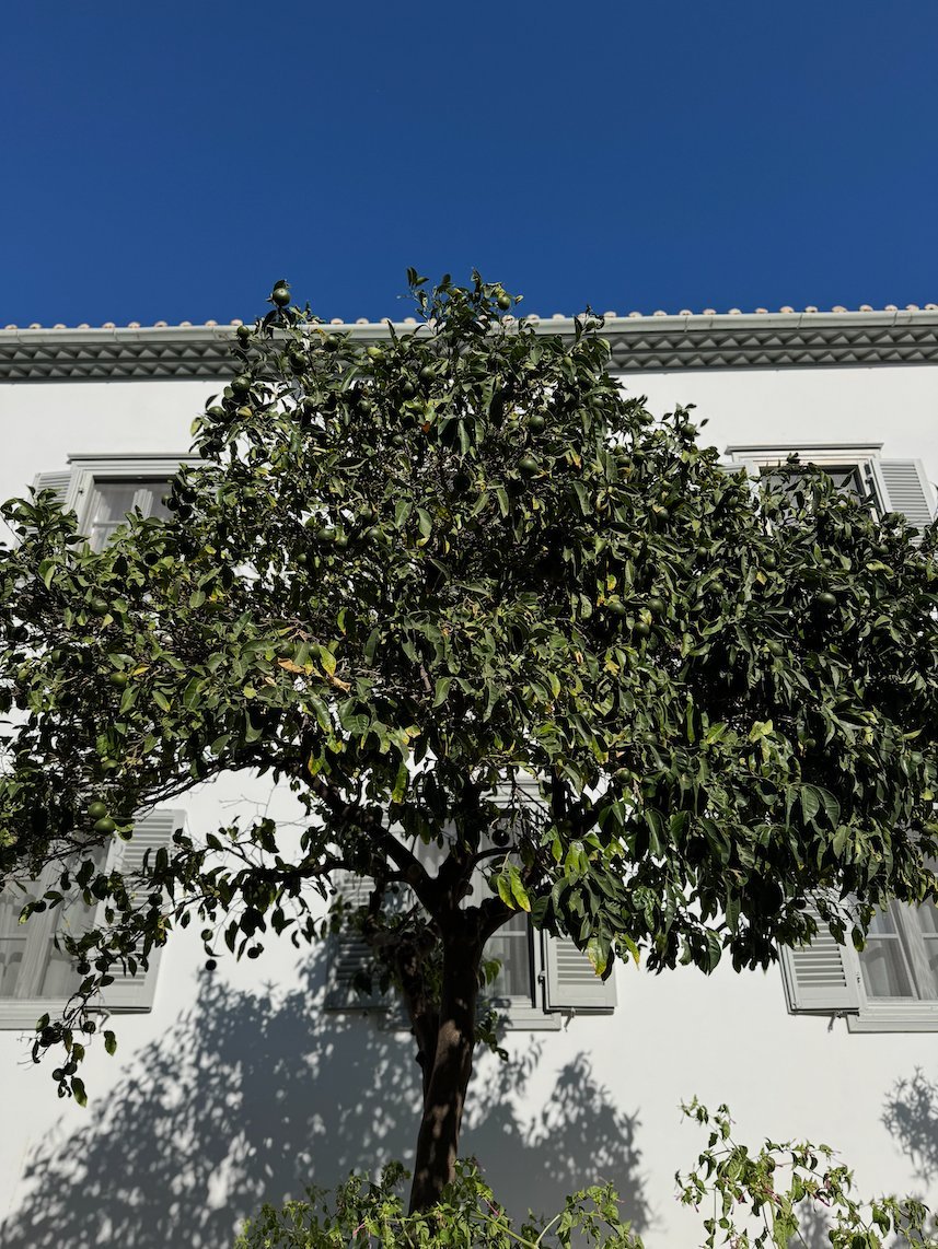 Green tree in front of a white house with grey shutters in Hydra