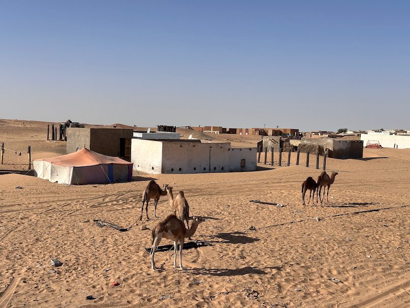 Three camels stand on the sand in front of houses and a tent.