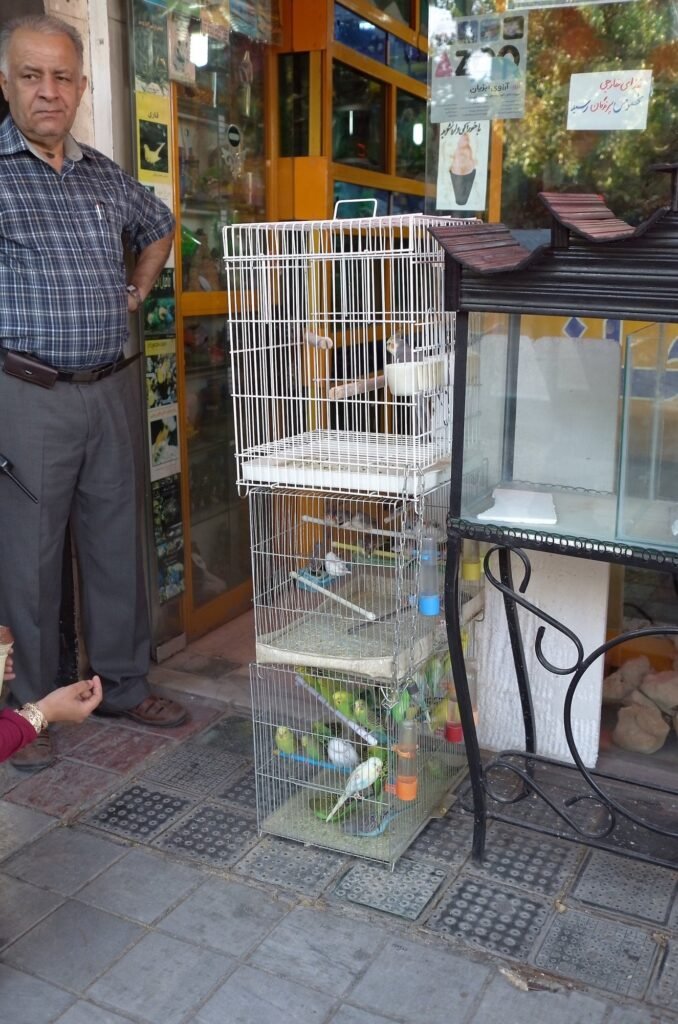Shopkeeper by bird cages in front of a pet shop in Isfahan