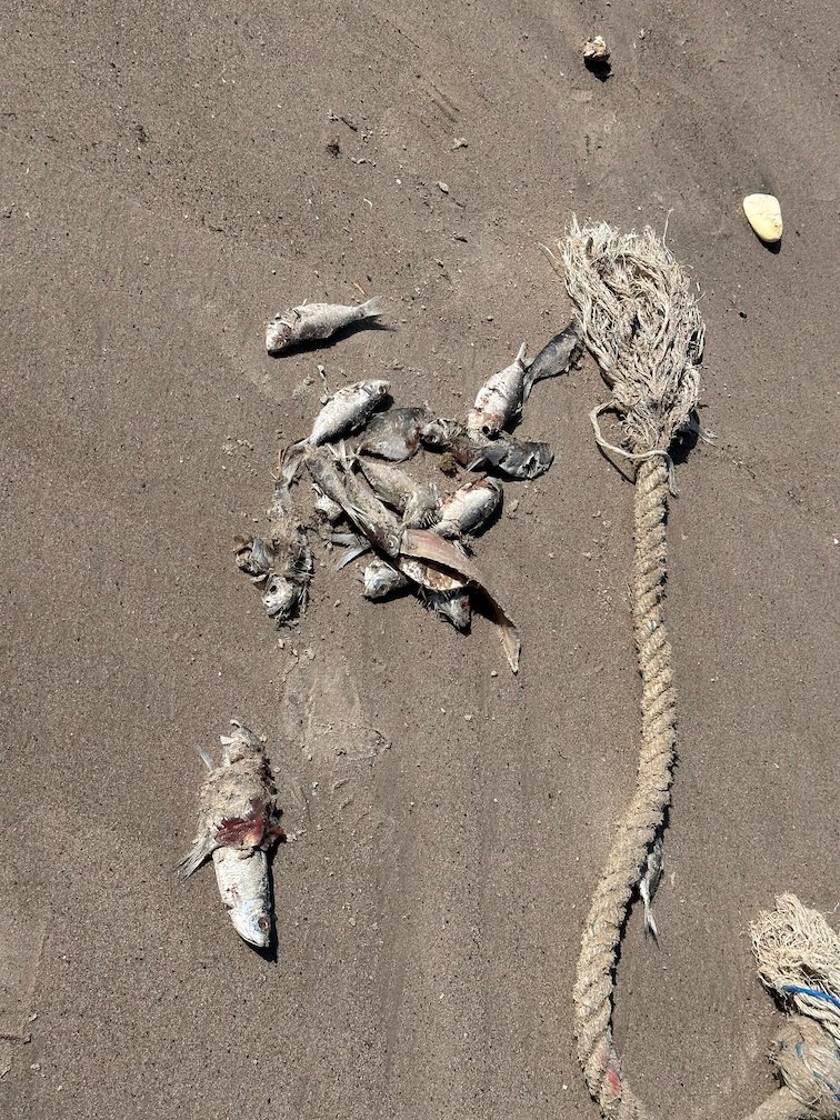 Dead fish and a rope lie on the dark sand in Joal.