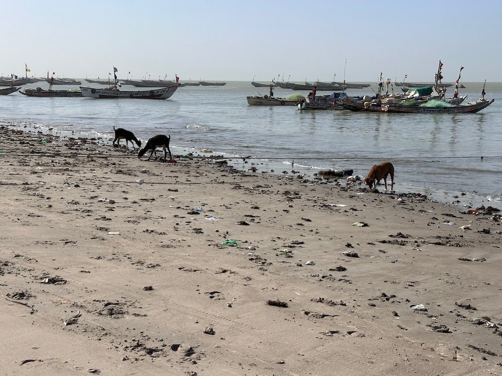 Dogs search the beach while boats float on the sea in Joal.
