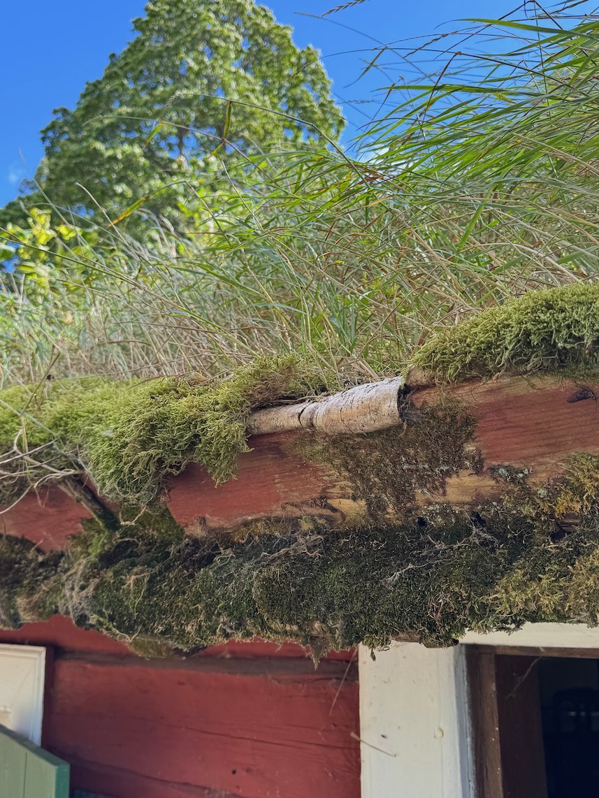 Close view of moss and grass on the roof of a red wooden cottage, against a blue sky