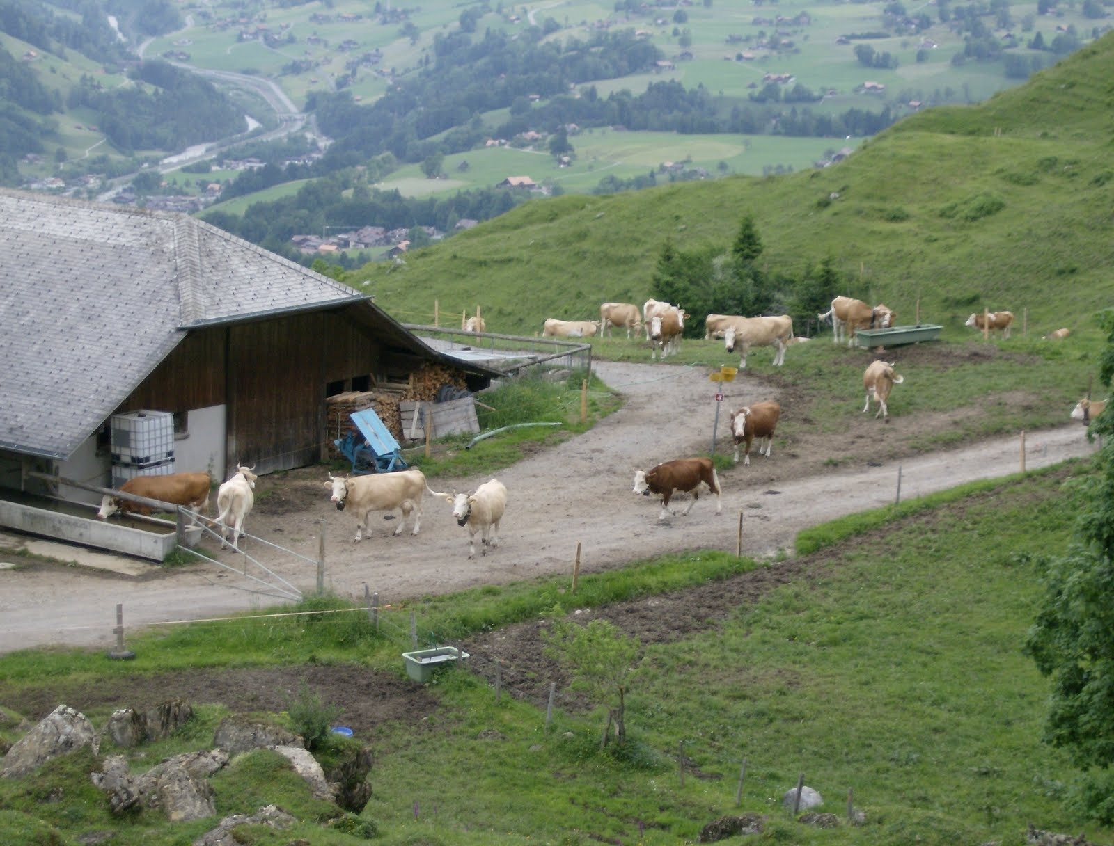 Cows walk around an alp farmhouse above a green valley in Switzerland.