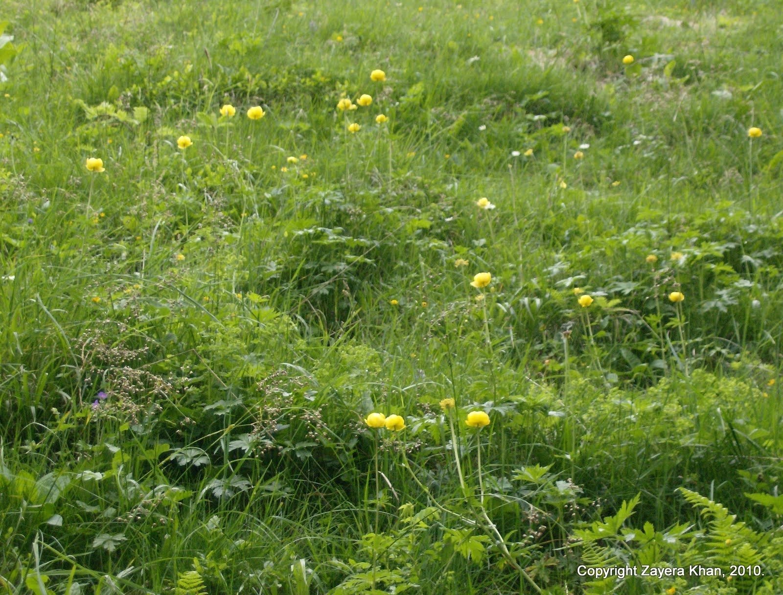 Yellow flowers grow in a green alpine meadow near Kiental in Switzerland.