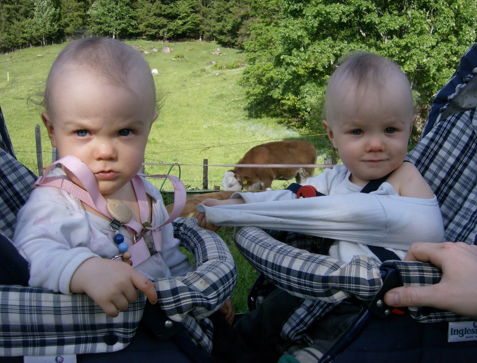 Two babies in strollers look at the camera on an alp farm.