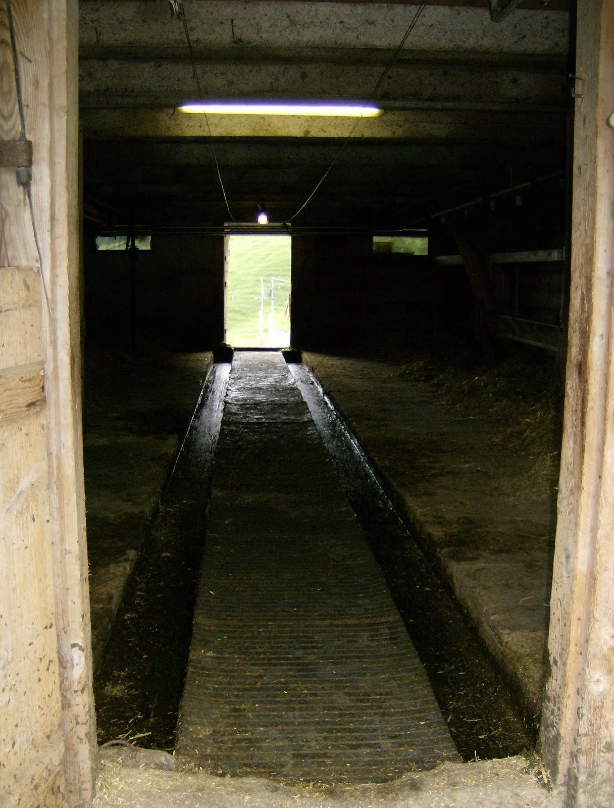 A long aisle leads to an open door at the end of a wooden cow barn.