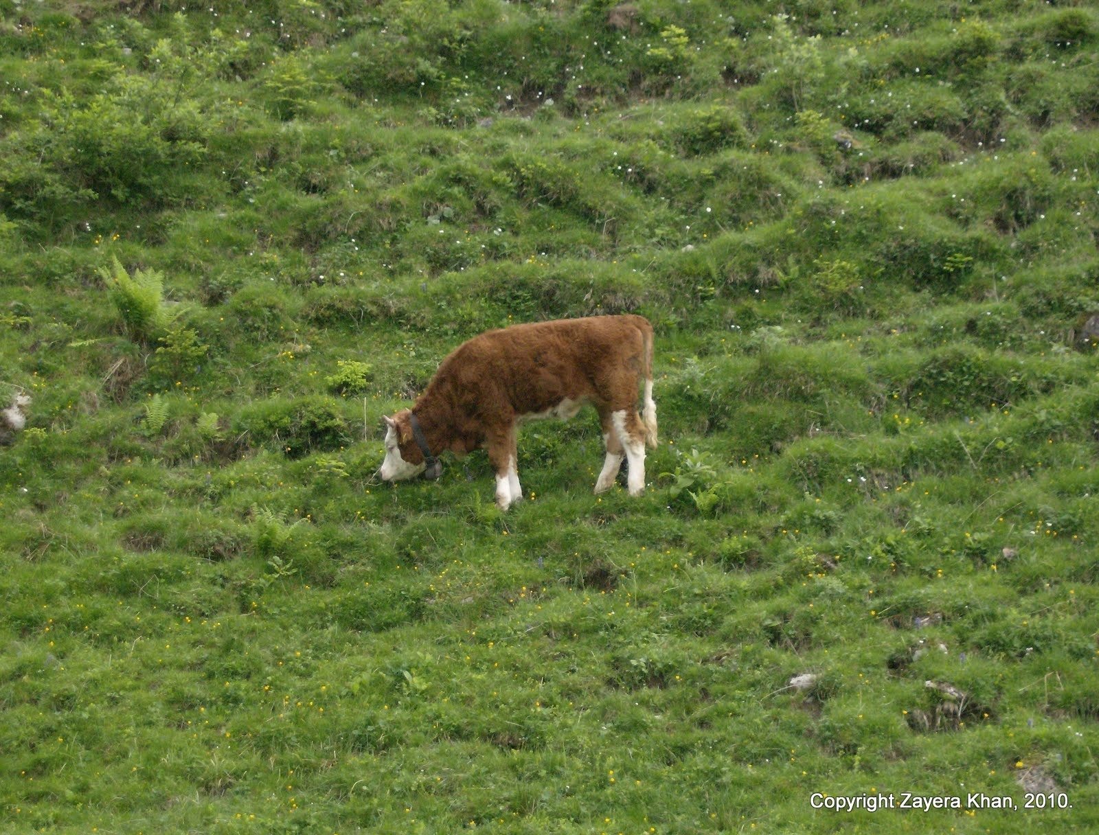 A brown calf eats grass on a green alpine pasture in Switzerland.