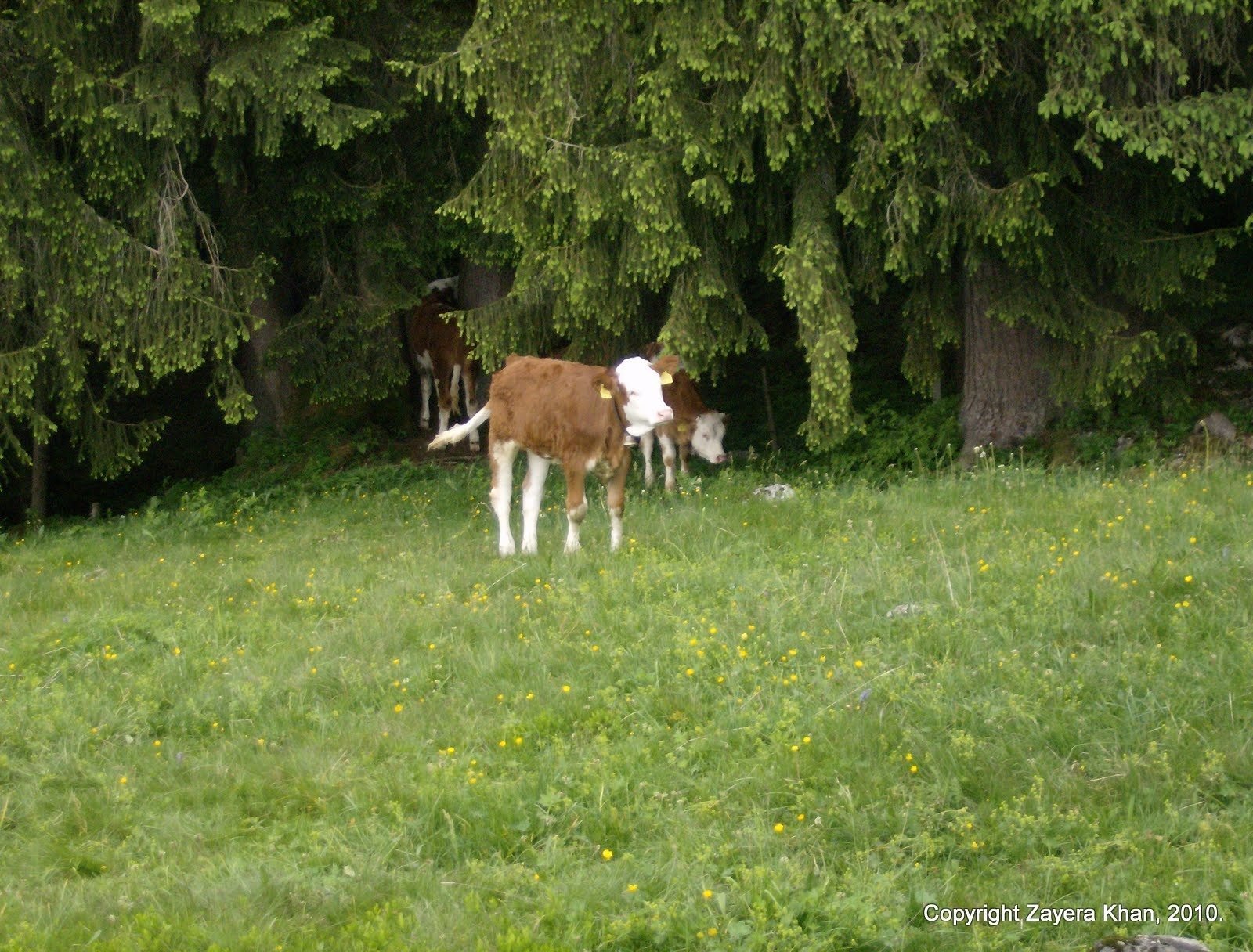 A calf stands in a meadow at the edge of a pine forest near Kiental.