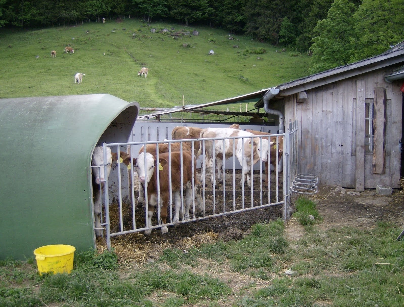 Calves stand in a small feeding pen next to a wooden barn on an alp.