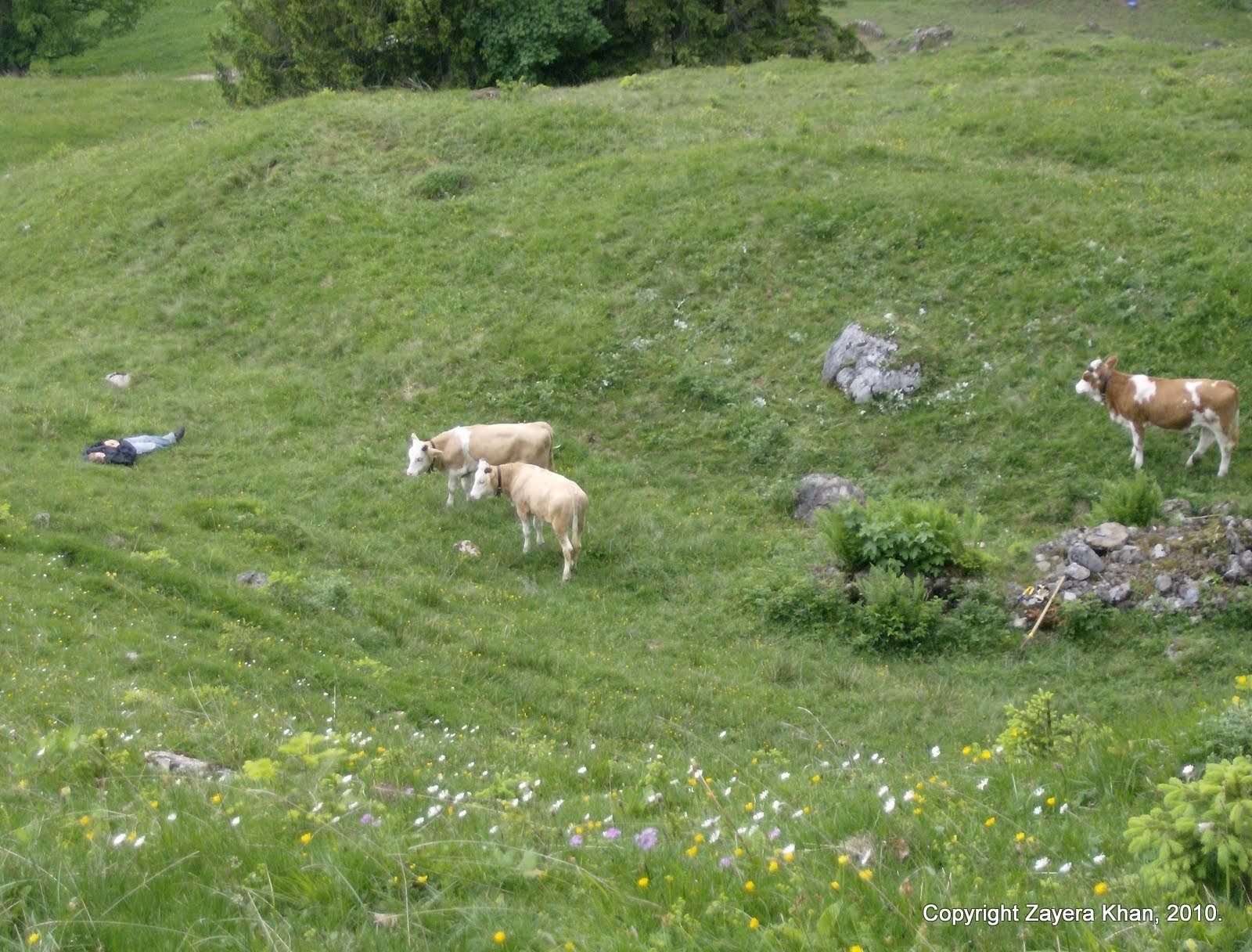 Young calves graze on a green slope of an alpine pasture near Kiental.