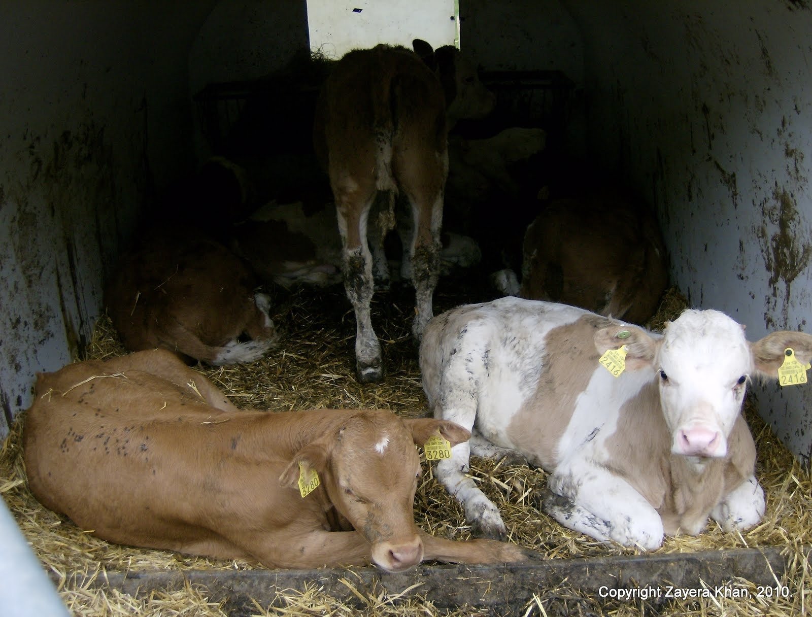 Young calves rest on straw in a wooden stall on an alp farm in Switzerland.