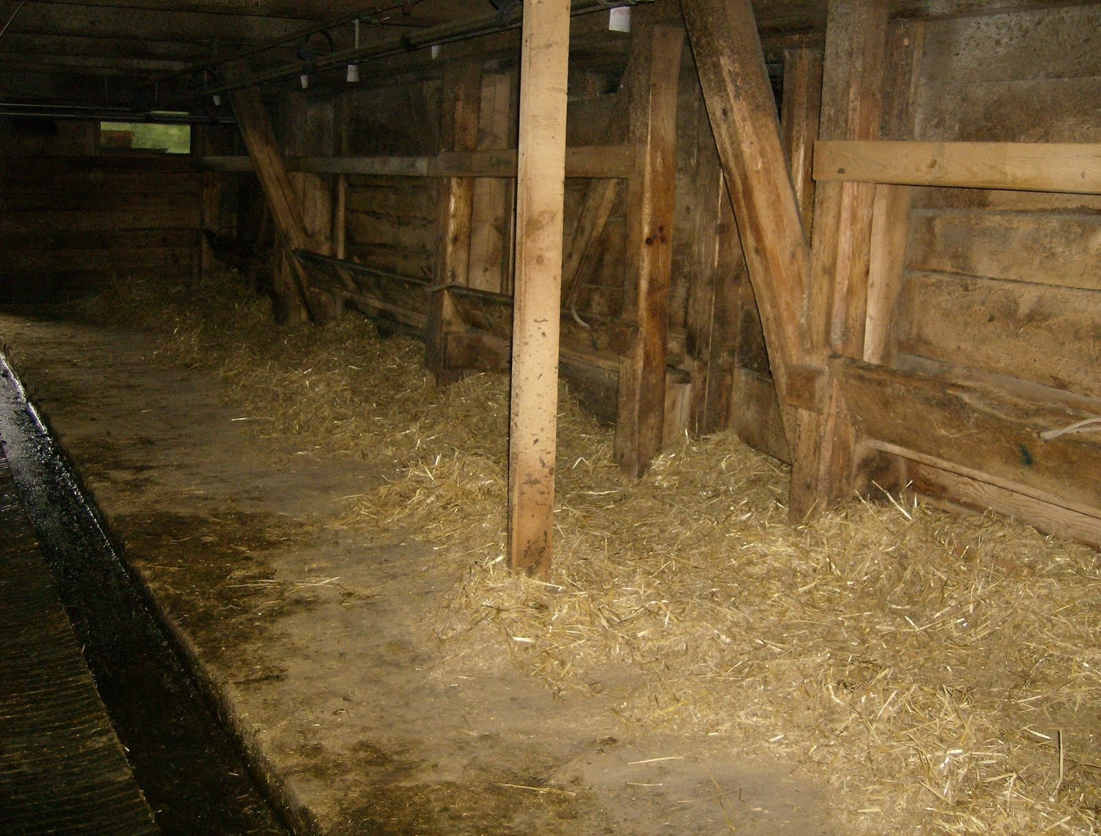Fresh straw covers the floor of a clean wooden cow barn on an alp.