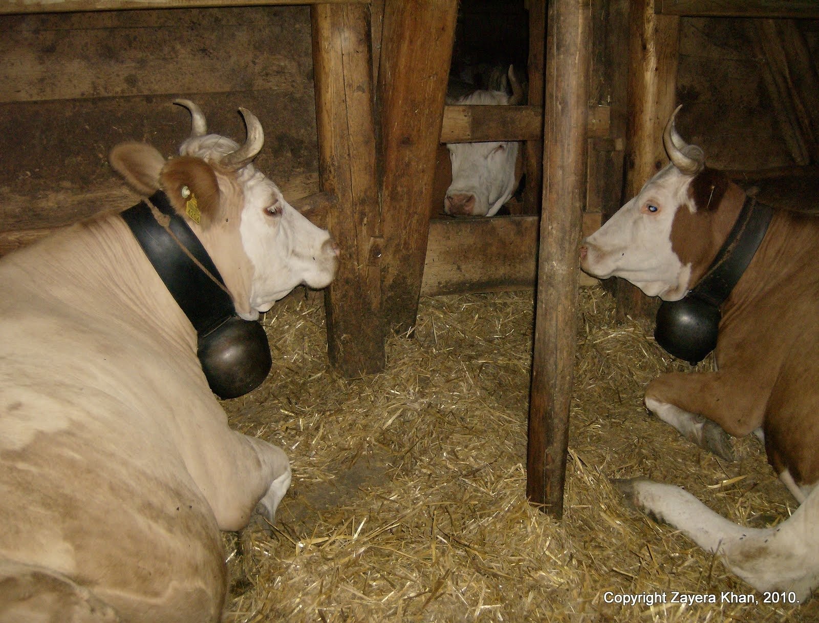 Two cows with big black bells rest in a wooden stall on a Swiss alp farm.