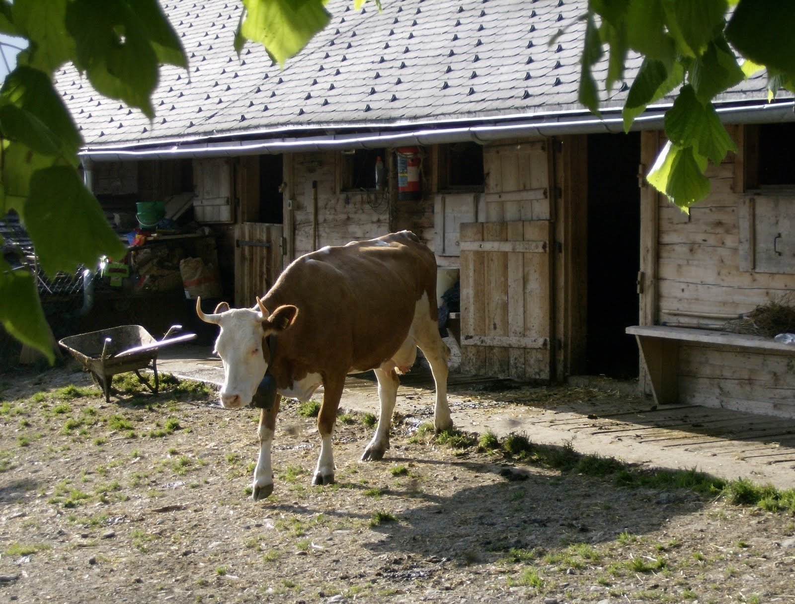 A brown cow walks across the yard of a wooden alp farmhouse in Switzerland.