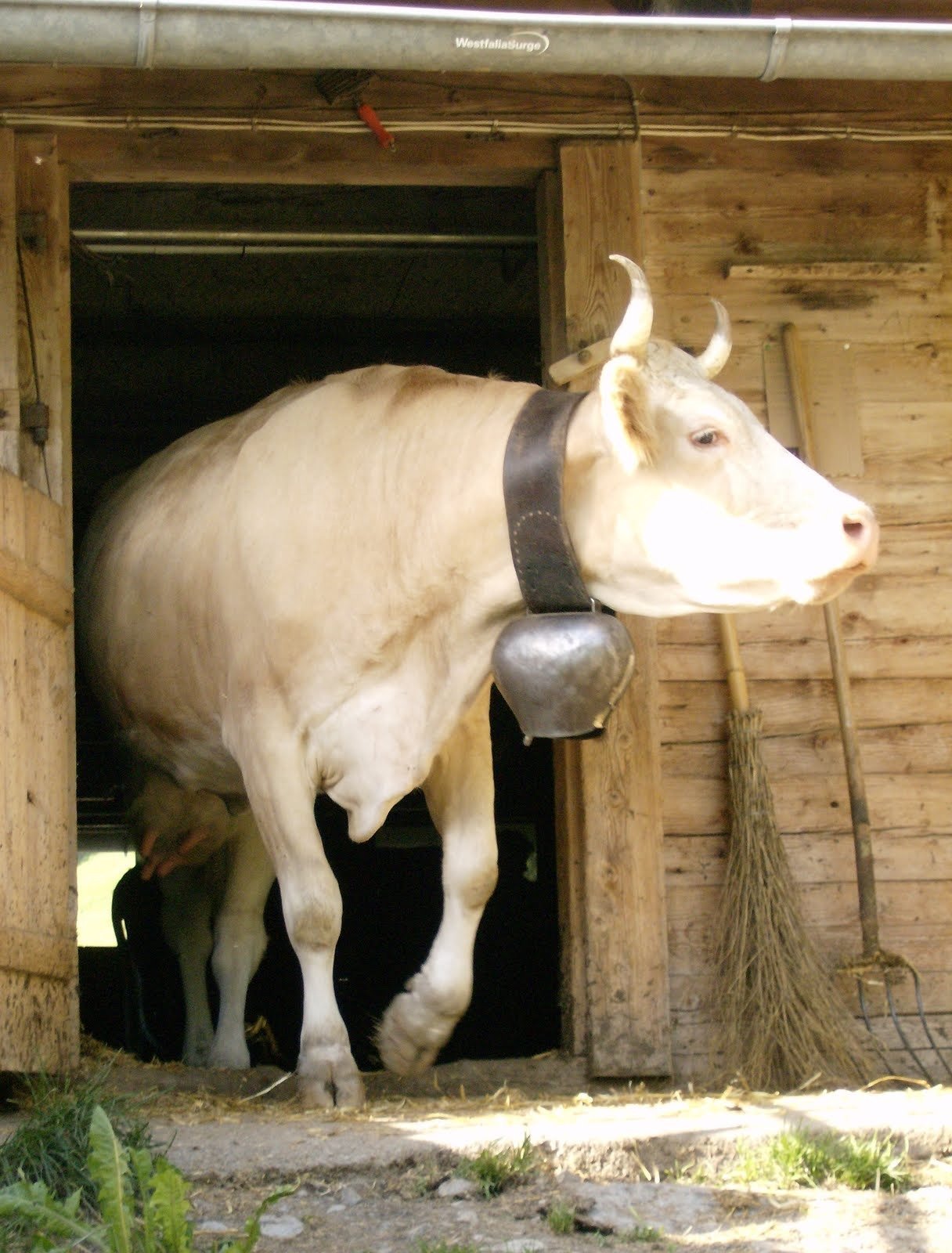 A cow with a big bell walks out of a wooden stable door on an alp farm.