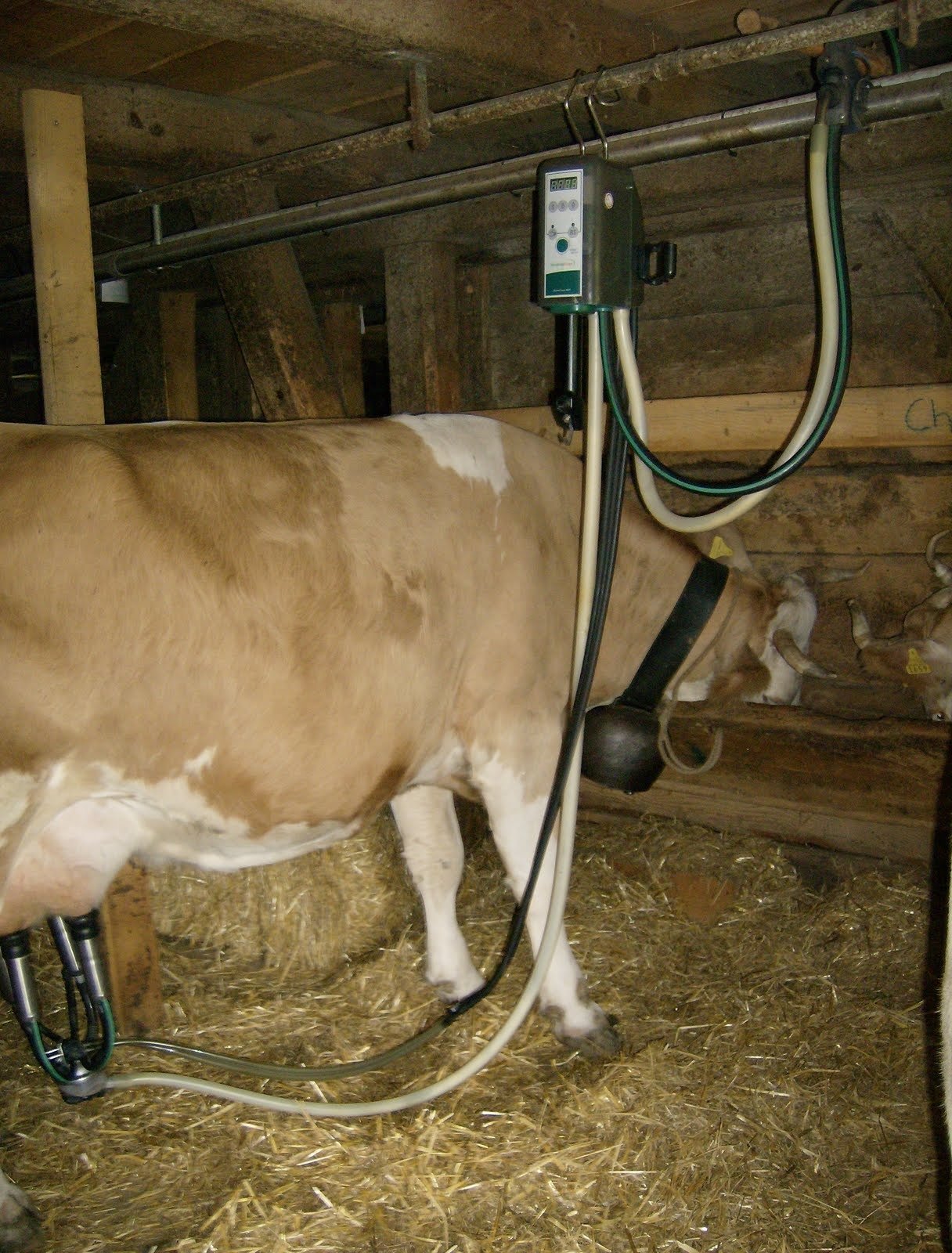 A cow stands next to a milking machine in a wooden stall on an alp farm.