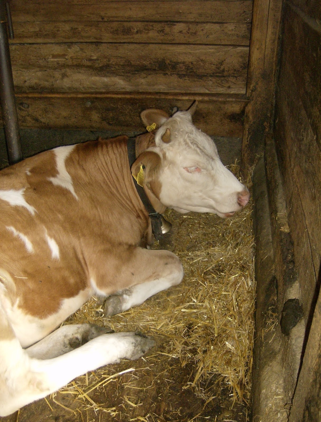 A brown and white cow lies on straw in a wooden stall near Kiental.