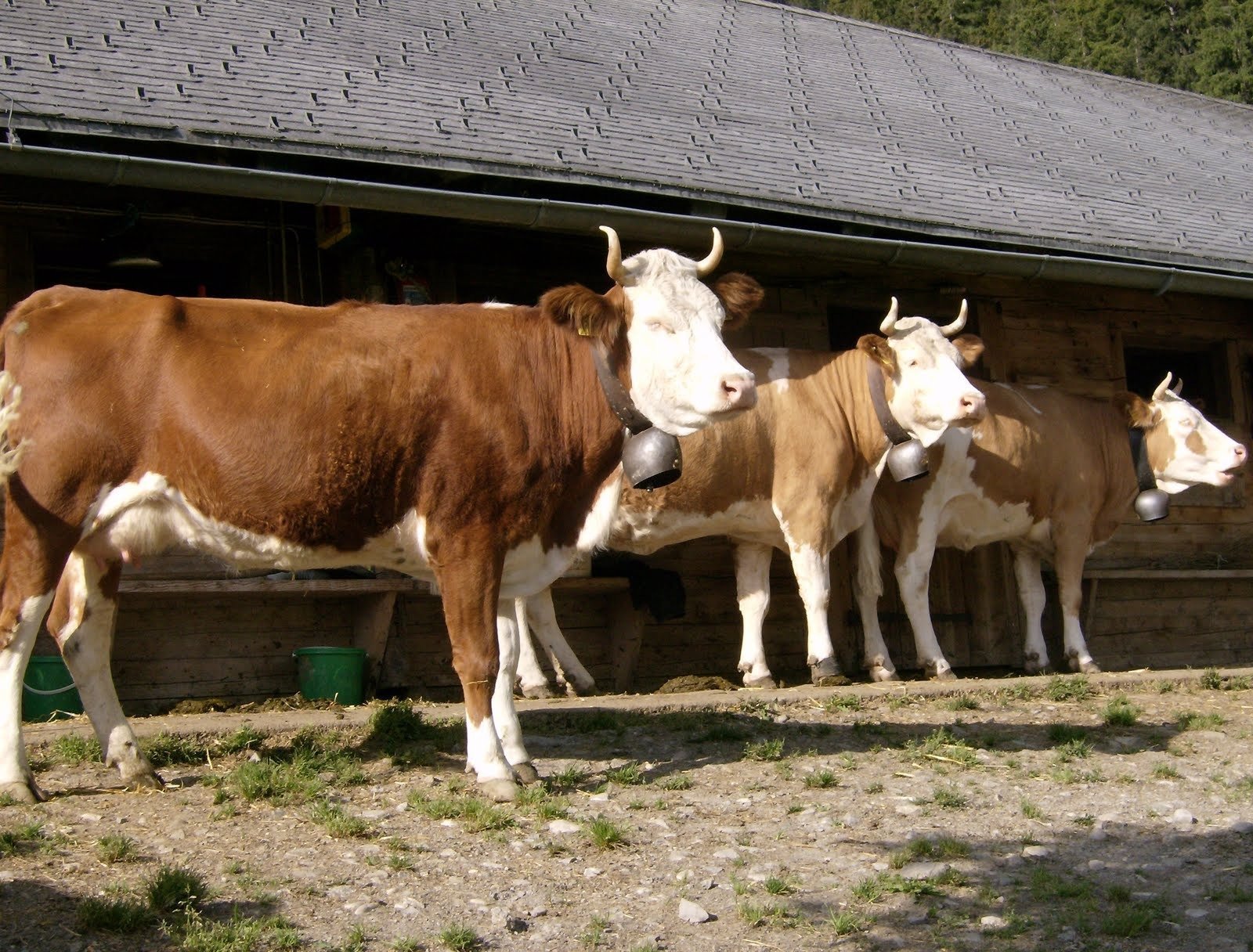 Several cows with bells stand along the wall of an alp farmhouse in Switzerland.