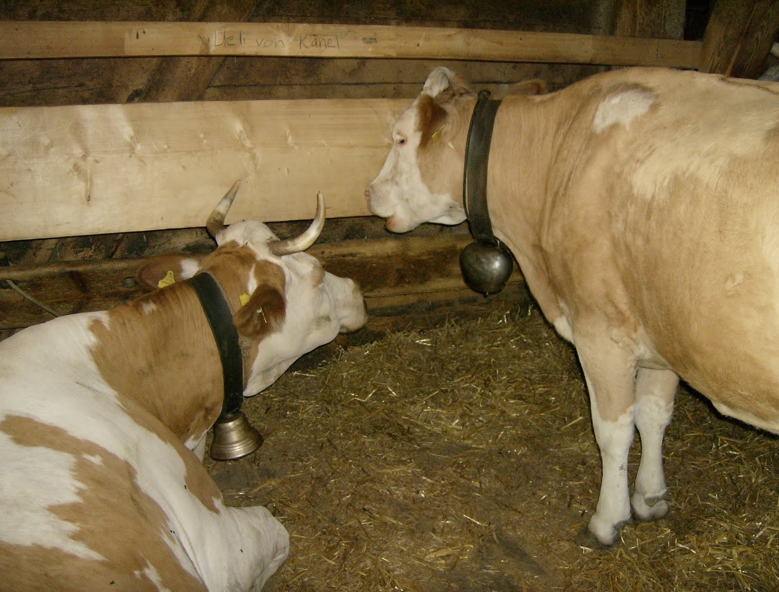 Two cows with bells rest in a stall with straw on a Swiss alp farm.