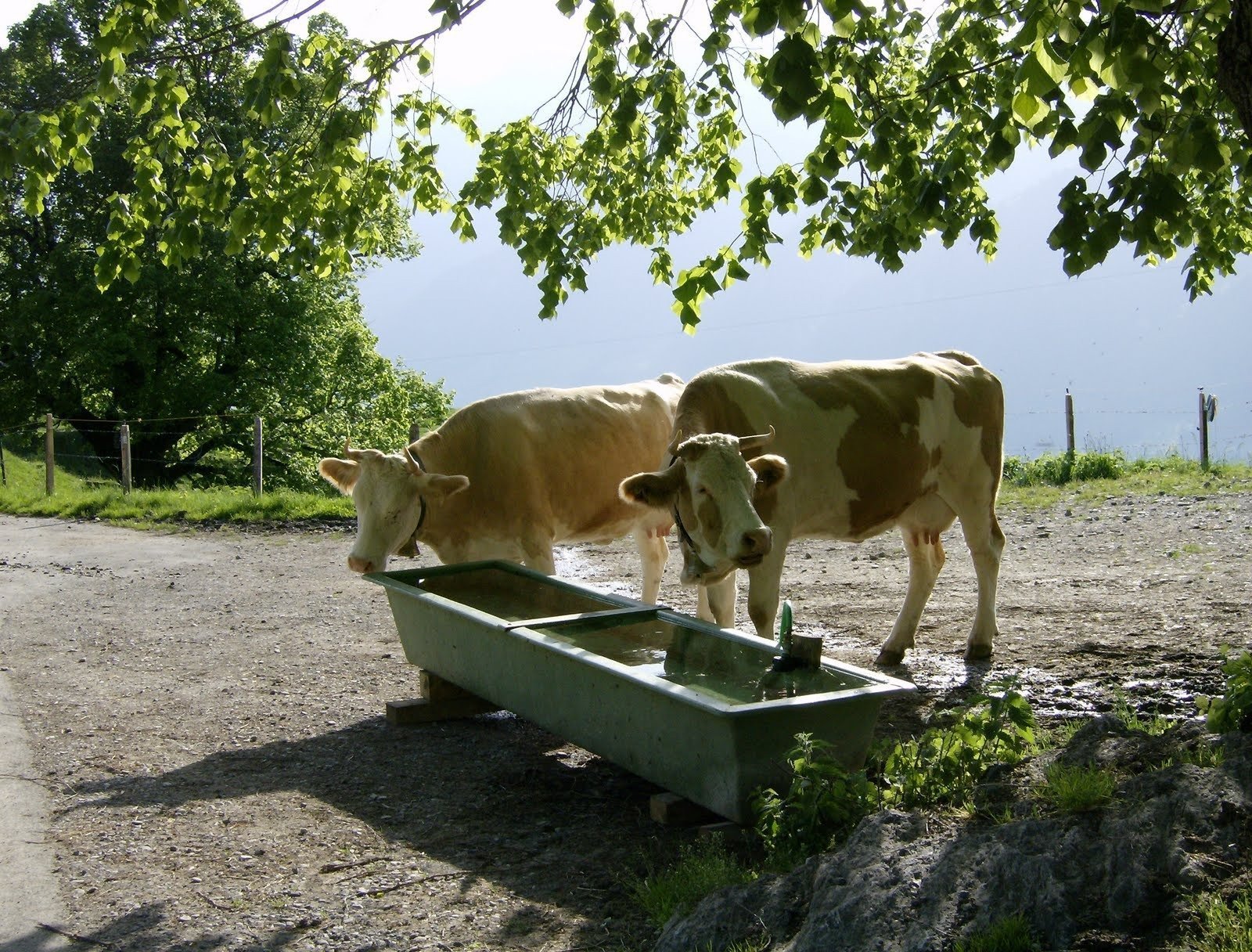 Two cows drink from a metal trough in the yard of an alp farm near Kiental.