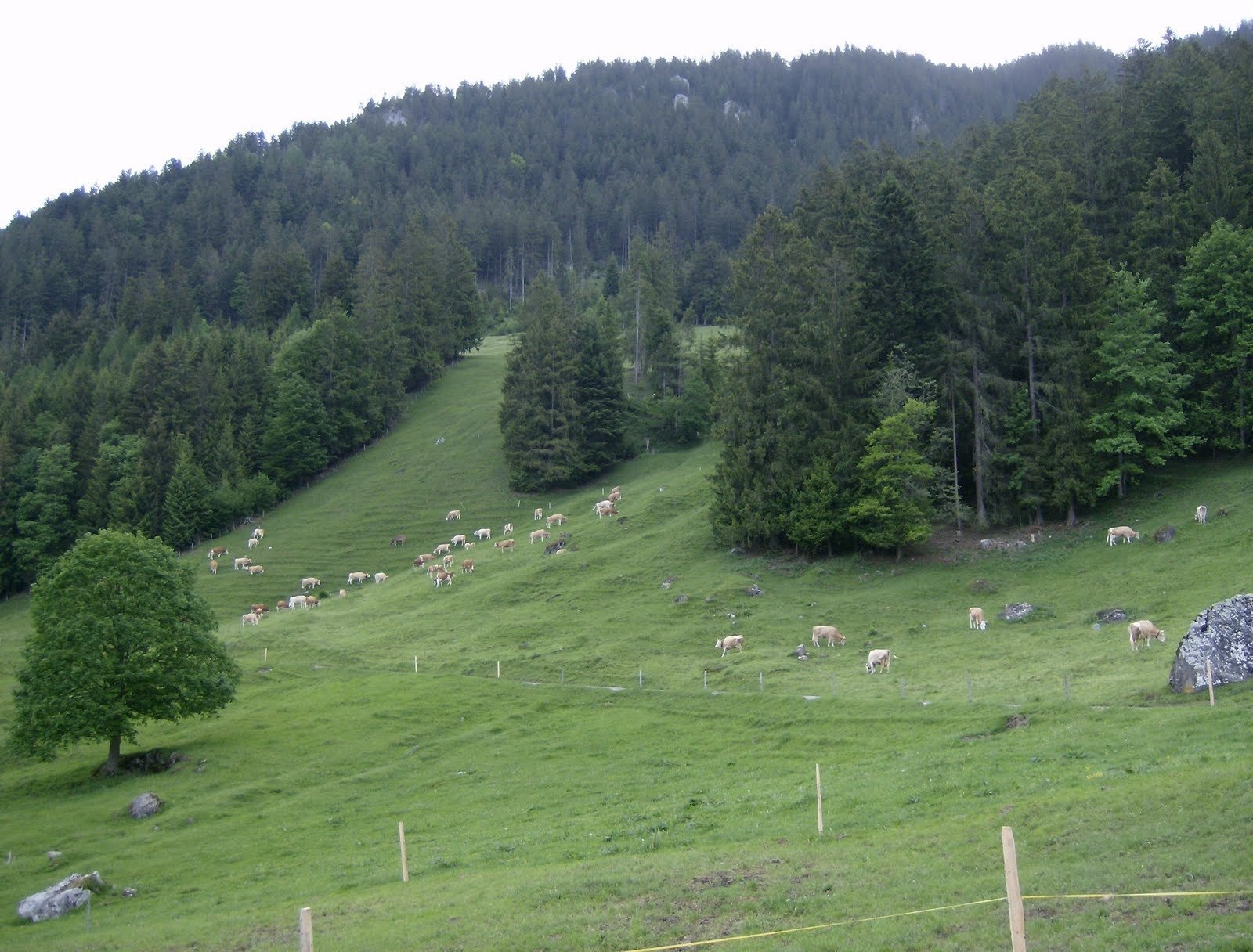 Cows graze on a green slope below pine forests near Kiental.