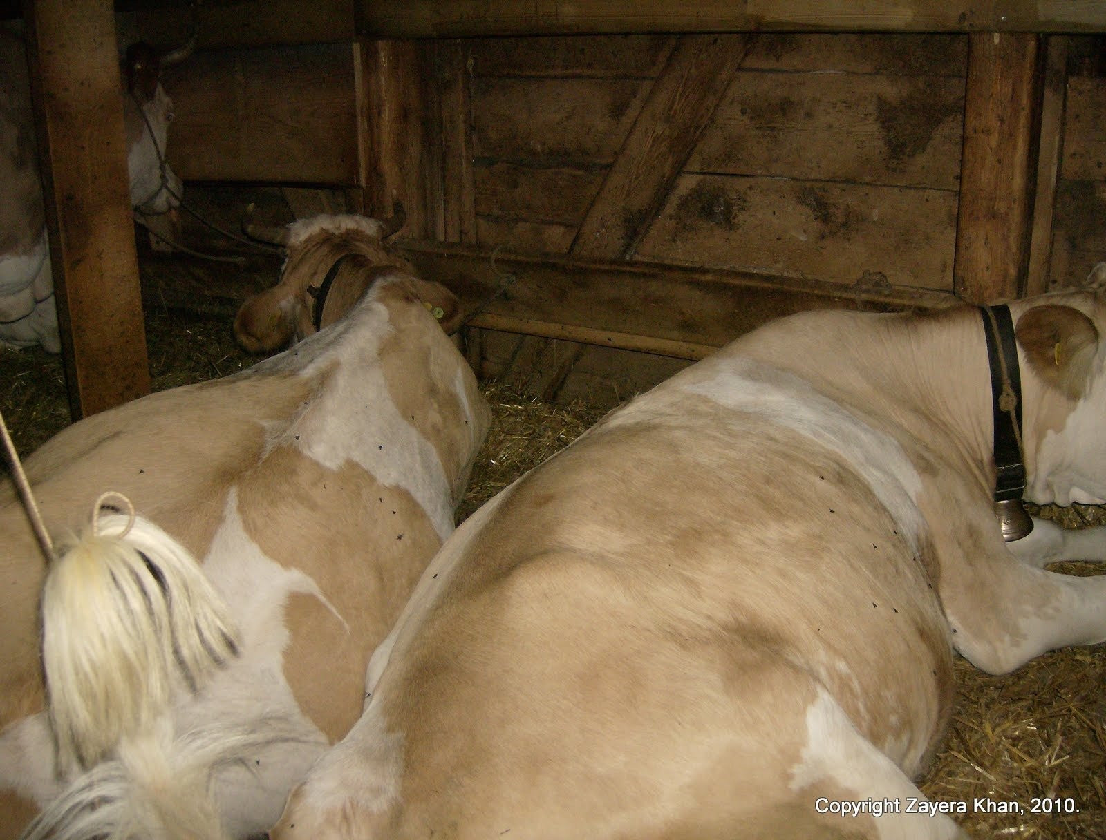 Cows with bells lie on straw in a wooden stall on an alp farm near Kiental.