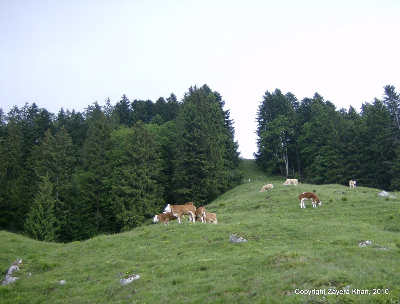 Cows graze on a mountain pasture between pine forests in Switzerland.