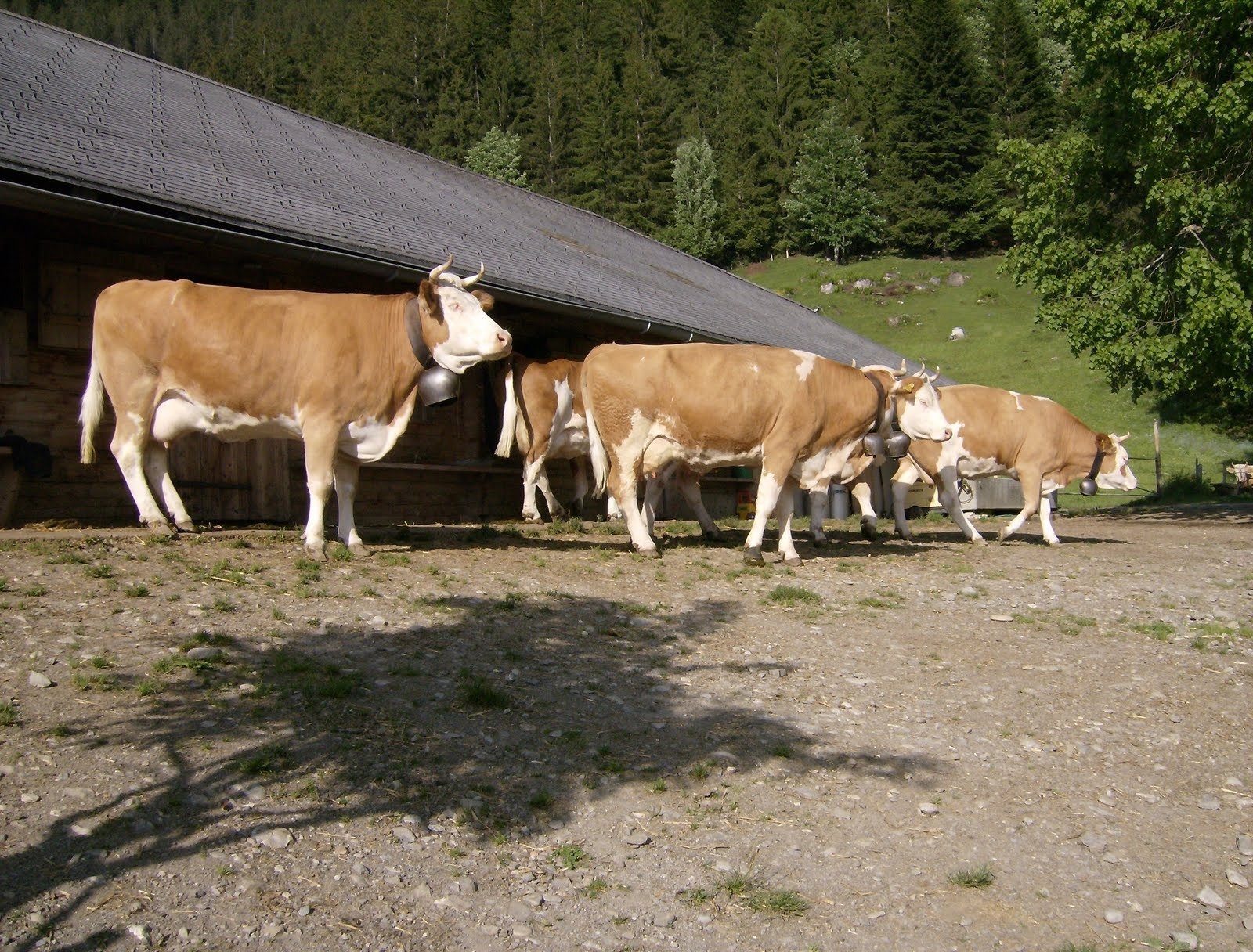 Brown and white cows stand outside a wooden farmhouse on an alp near Kiental.