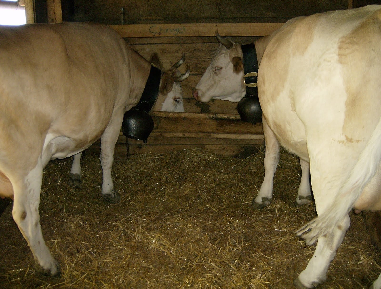 Two cows with large bells stand in a wooden stall on an alp farm.