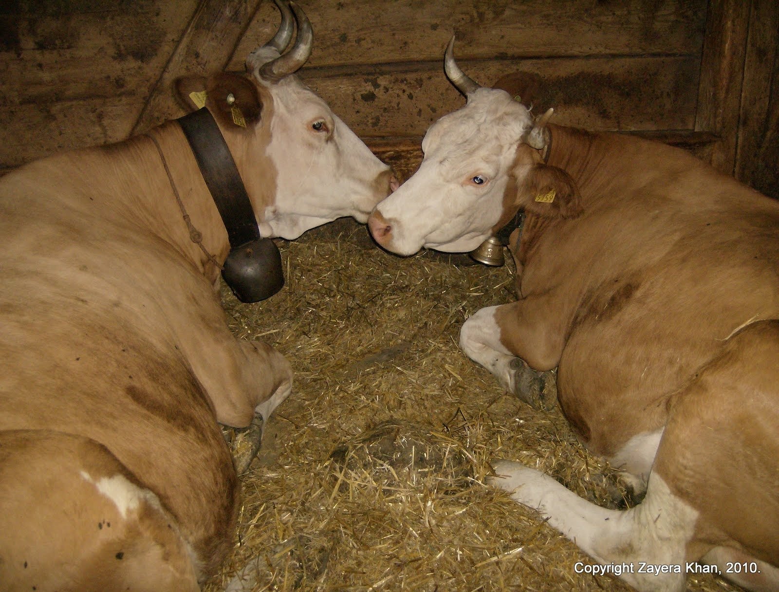 Two cows with large bells lie face to face in a barn on a Swiss alp farm.