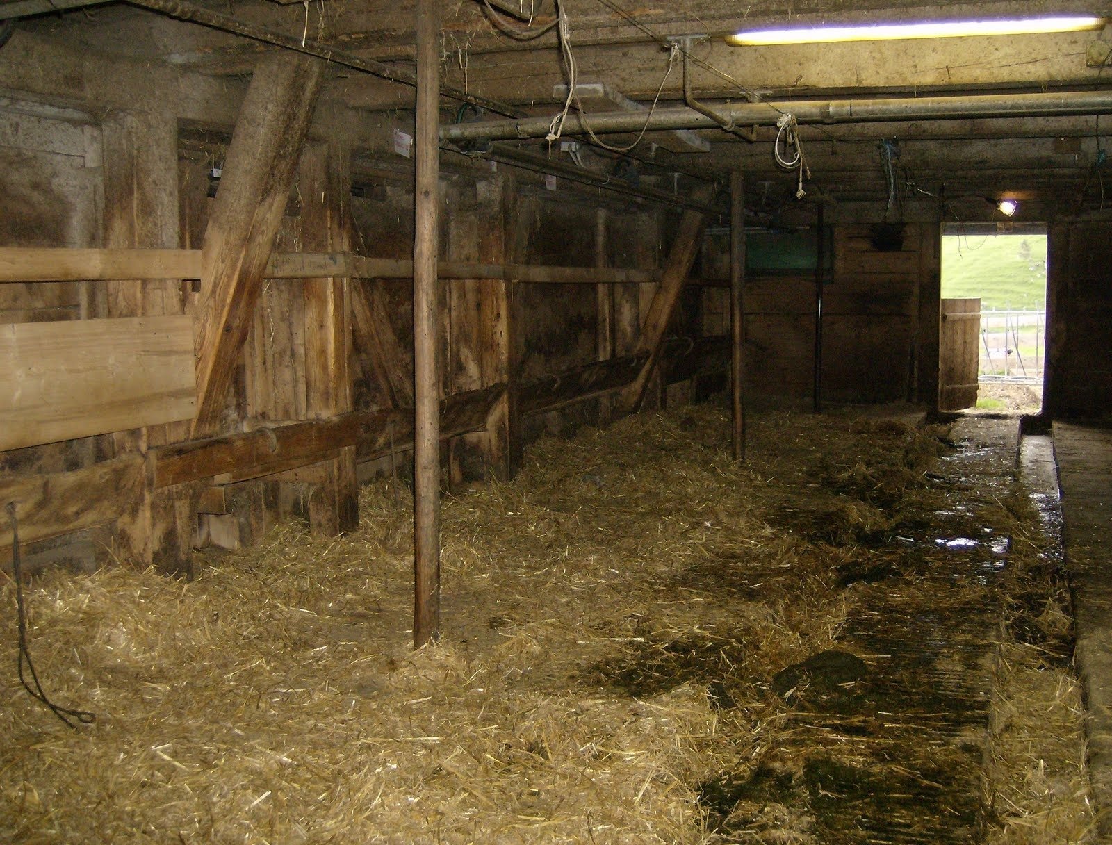 Straw lies on the floor of an empty wooden cow barn on an alp farm.