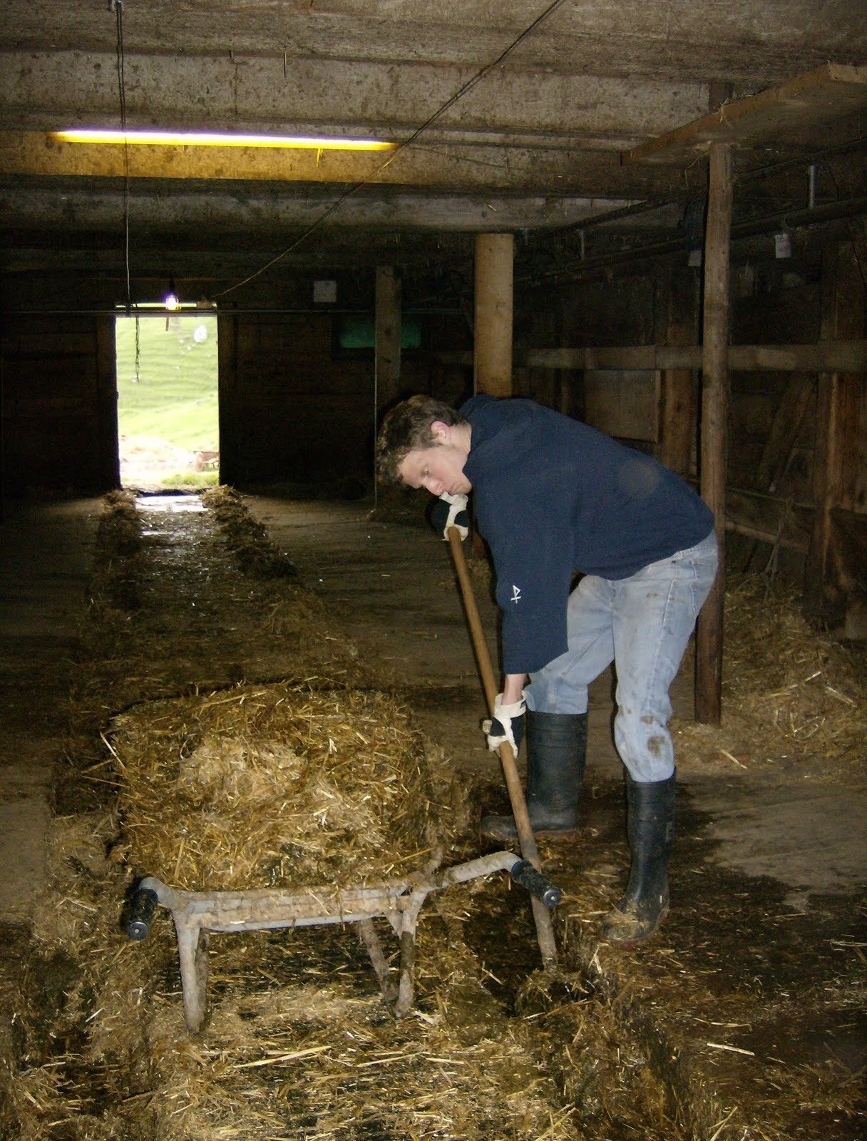 A person shovels straw into a wheelbarrow in a dark cow barn.