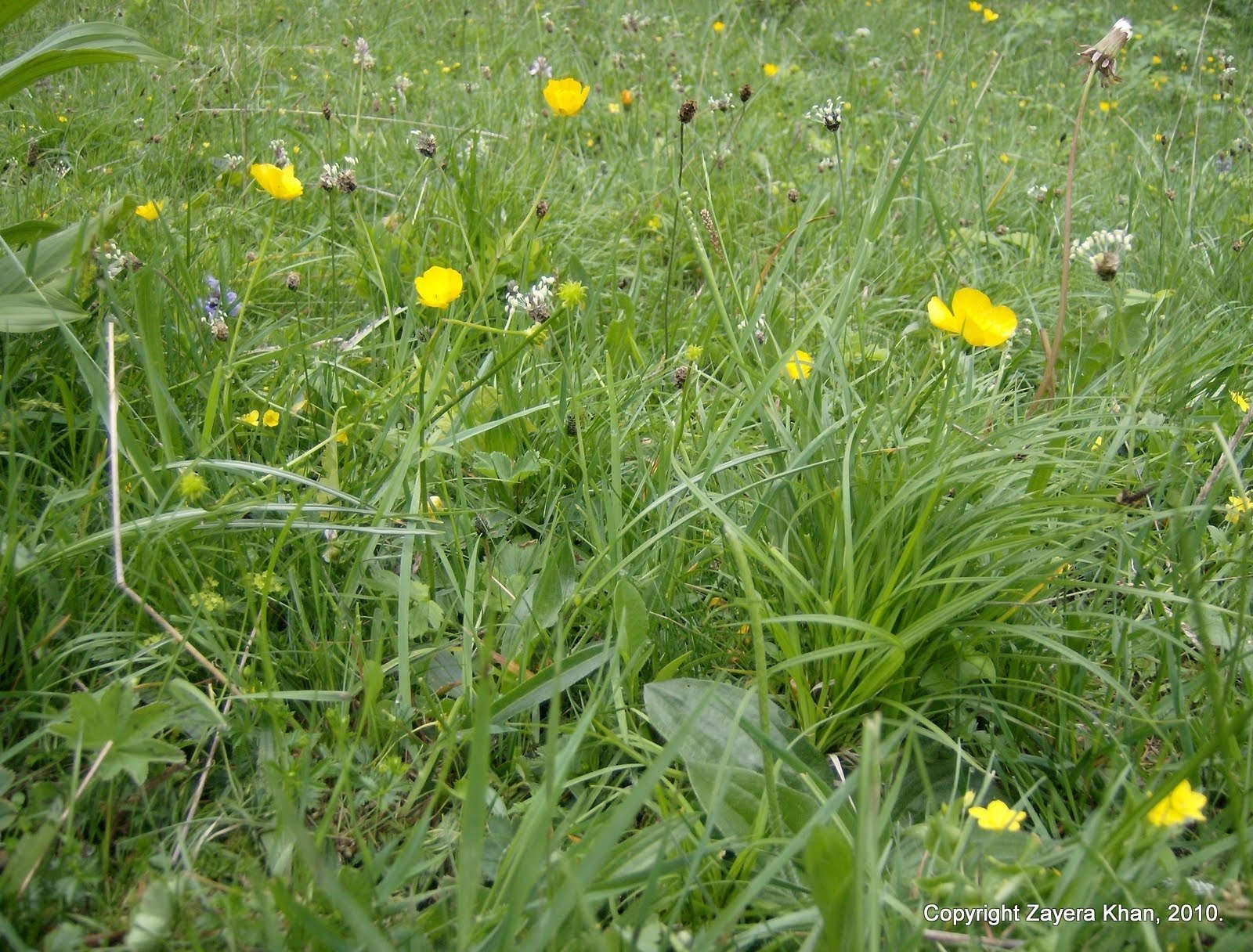 Yellow buttercups grow in tall grass on an alpine pasture near Kiental.